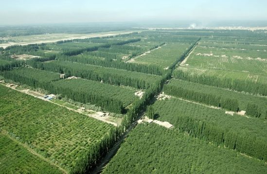 新疆阿克蘇林果生產基地（來源：中國綠色時報）.webp